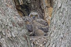 Great Horned Owl, Bubo virginianus