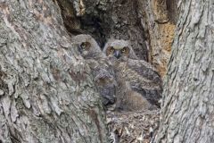 Great Horned Owl, Bubo virginianus