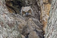 Great Horned Owl, Bubo virginianus