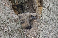 Great Horned Owl, Bubo virginianus