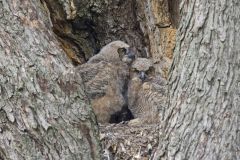 Great Horned Owl, Bubo virginianus