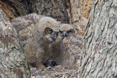 Great Horned Owl, Bubo virginianus