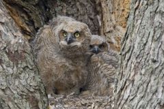 Great Horned Owl, Bubo virginianus