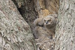 Great Horned Owl, Bubo virginianus