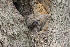 Great Horned Owl, Bubo virginianus