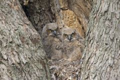 Great Horned Owl, Bubo virginianus