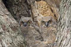 Great Horned Owl, Bubo virginianus