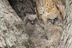 Great Horned Owl, Bubo virginianus