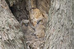 Great Horned Owl, Bubo virginianus