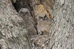 Great Horned Owl, Bubo virginianus