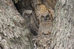 Great Horned Owl, Bubo virginianus