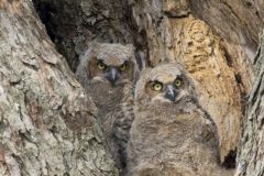 Great Horned Owl, Bubo virginianus