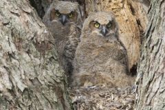 Great Horned Owl, Bubo virginianus