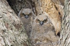 Great Horned Owl, Bubo virginianus