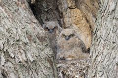 Great Horned Owl, Bubo virginianus