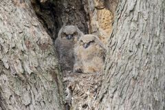 Great Horned Owl, Bubo virginianus