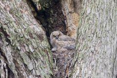 Great Horned Owl, Bubo virginianus