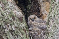 Great Horned Owl, Bubo virginianus