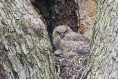 Great Horned Owl, Bubo virginianus