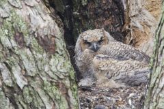 Great Horned Owl, Bubo virginianus