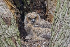 Great Horned Owl, Bubo virginianus