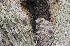 Great Horned Owl, Bubo virginianus