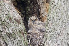 Great Horned Owl, Bubo virginianus