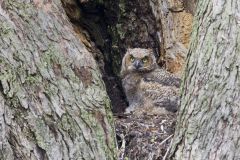 Great Horned Owl, Bubo virginianus