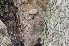 Great Horned Owl, Bubo virginianus