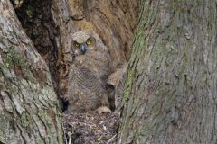 Great Horned Owl, Bubo virginianus