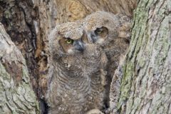 Great Horned Owl, Bubo virginianus