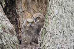 Great Horned Owl, Bubo virginianus