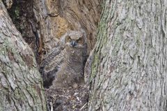 Great Horned Owl, Bubo virginianus