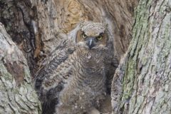 Great Horned Owl, Bubo virginianus