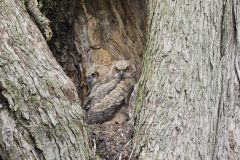 Great Horned Owl, Bubo virginianus