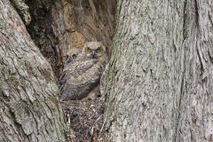 Great Horned Owl, Bubo virginianus