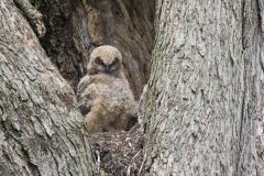 Great Horned Owl, Bubo virginianus