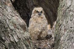 Great Horned Owl, Bubo virginianus