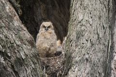 Great Horned Owl, Bubo virginianus