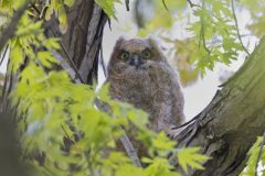 Great Horned Owl, Bubo virginianus