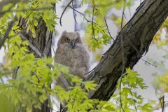 Great Horned Owl, Bubo virginianus