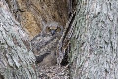 Great Horned Owl, Bubo virginianus