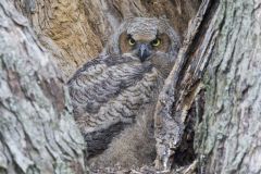 Great Horned Owl, Bubo virginianus