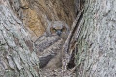 Great Horned Owl, Bubo virginianus