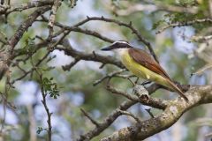 Great Kiskadee, Pitangus sulphuratus