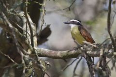 Great Kiskadee, Pitangus sulphuratus