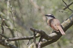 Great Kiskadee, Pitangus sulphuratus