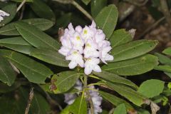 Great Laurel, Rhododendron maximum