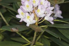 Great Laurel, Rhododendron maximum