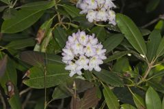 Great Laurel, Rhododendron maximum